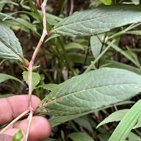 Persicaria chinensis (L.) H.Gross
